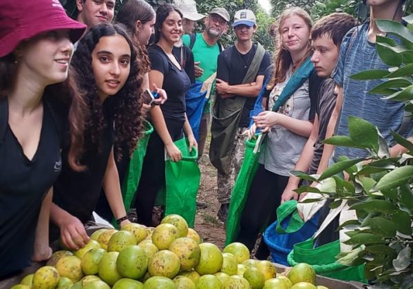 כיתות י״ב1 וי״ב6 – בעבודה חקלאית